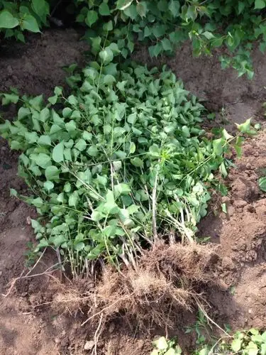 紫色丁香花价格