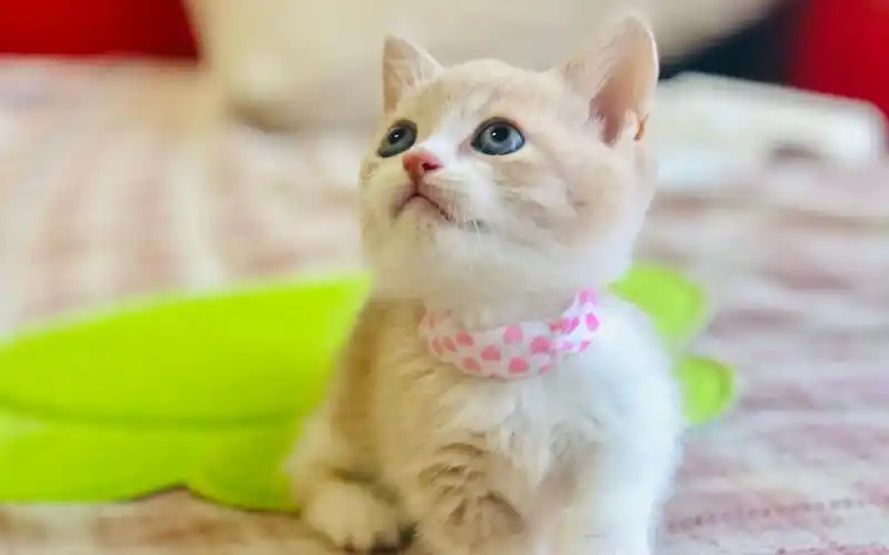 超萌小奶猫来袭,这小短腿还这么会撒娇,这谁受得了啊!