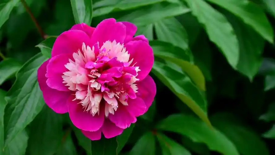 女人是世界上最美的花