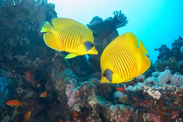 海洋故事|海底拔河比赛_长沙海底世界【官网】