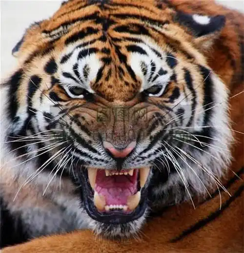凶恶的老虎的图片