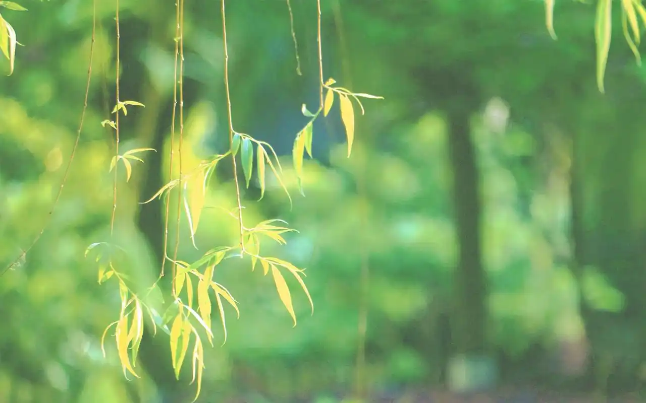 小清新绿色护眼图片高清电脑壁纸