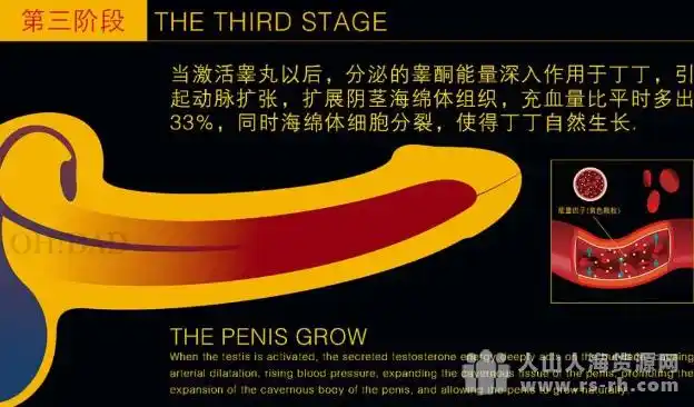 大脑传达勃起的讯息将"勃起传到素"作用至阴茎空腔海绵体