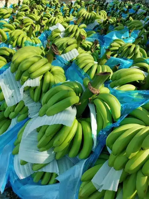 [河口香蕉批发]云南红河蒙自市香蕉 1.