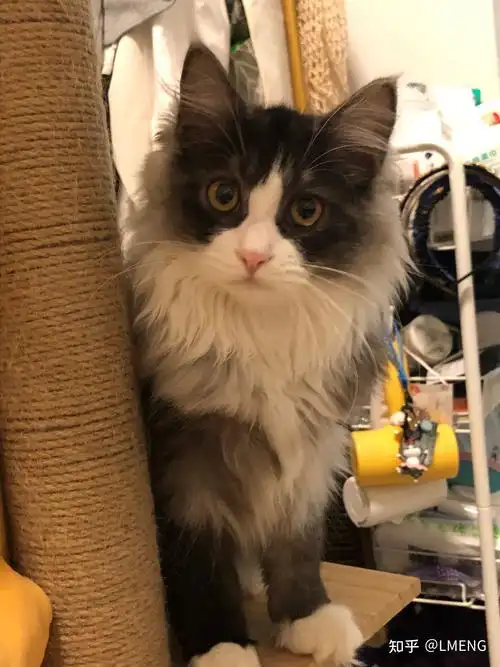 英短和土猫串串的宝宝长大了是什么样