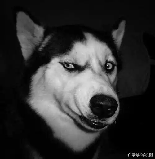 严重怀疑波音设计师的灵感来源于霸道二哈的邪魅一笑