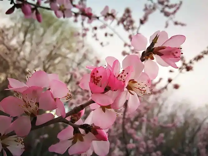 春色满园,桃花满天飞,人在桃花园,心随桃花美