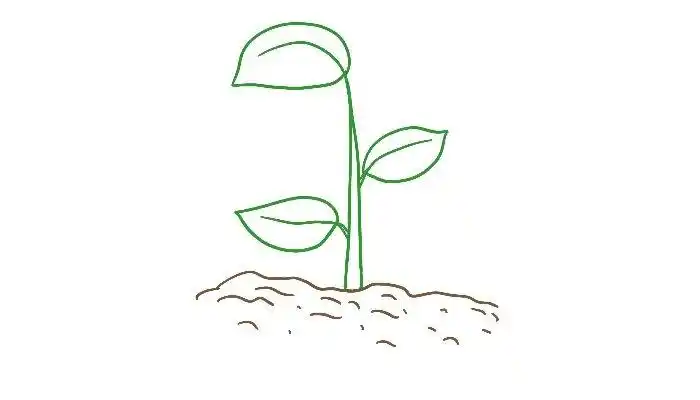 发芽的树苗简笔画 发芽的树苗简笔画画法-养娃家