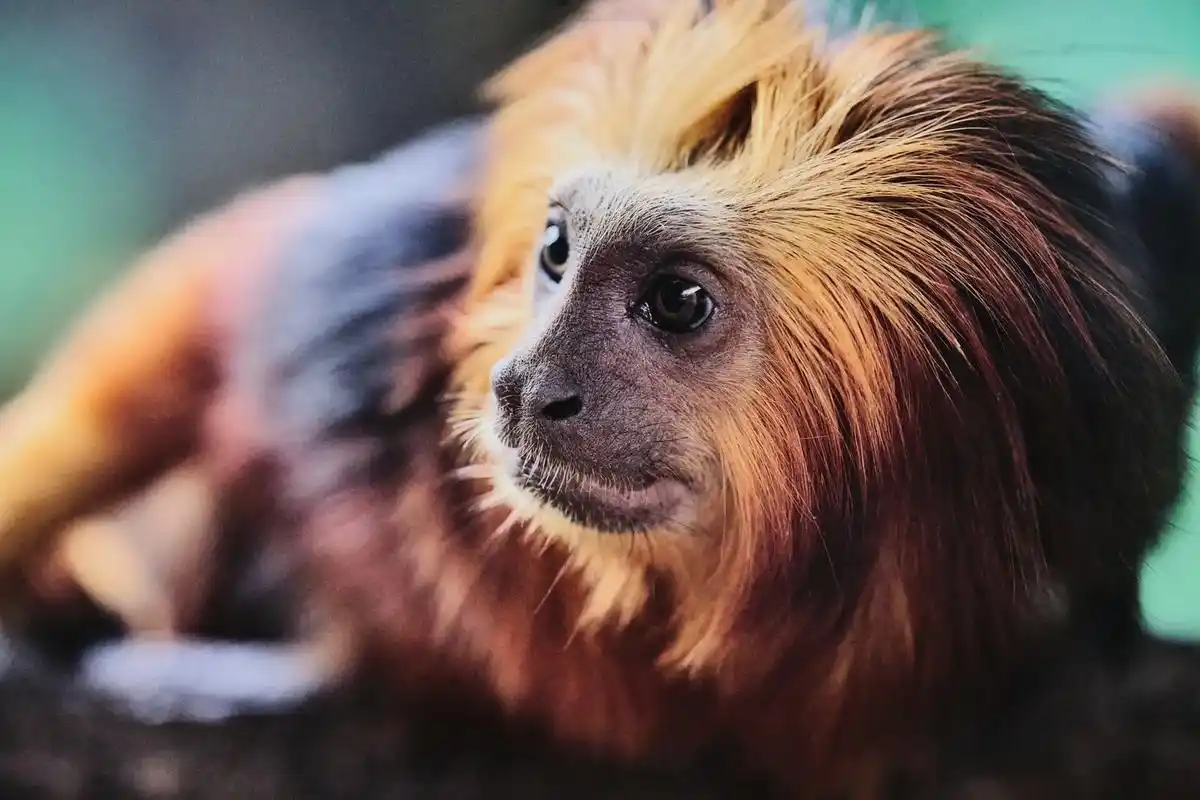 我的摄影日记 #呆萌可爱 #野生动物零距离 #摄影 #野性 - 抖音