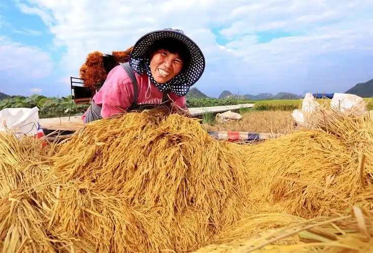 丘北八道哨:稻谷丰收美如画_高清大图_图片频道_云南网