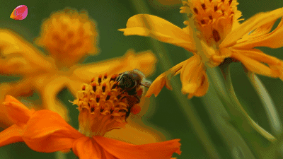 飞舞嬉戏有的静静地停在花枝上花田里到处都是翩跹的蝴蝶,蜜蜂随风