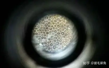 披毛犀角的纹理是怎么样的行家告诉你