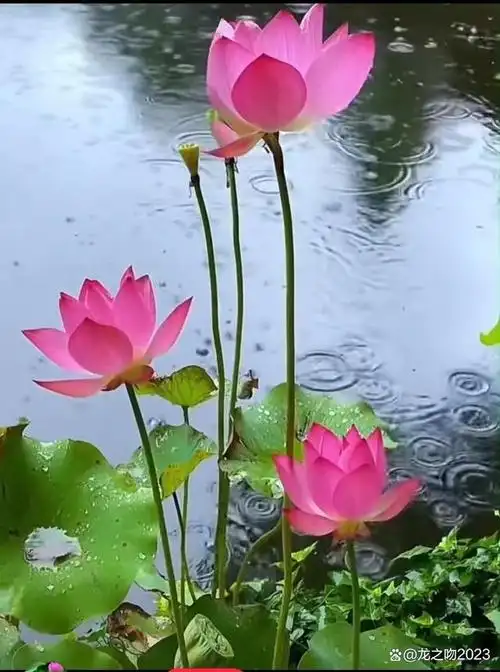 荷叶上的水珠滚来滚去,晶莹剔透,在阳光的照射下闪闪发光.