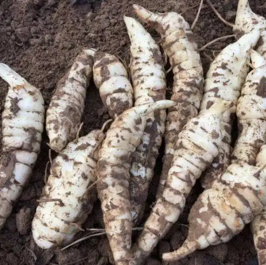 地笋的功效与作用,禁忌和食用方法