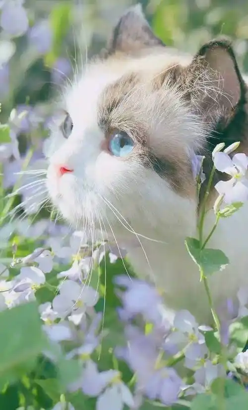 你们用过的最美的手机锁屏和壁纸是什么