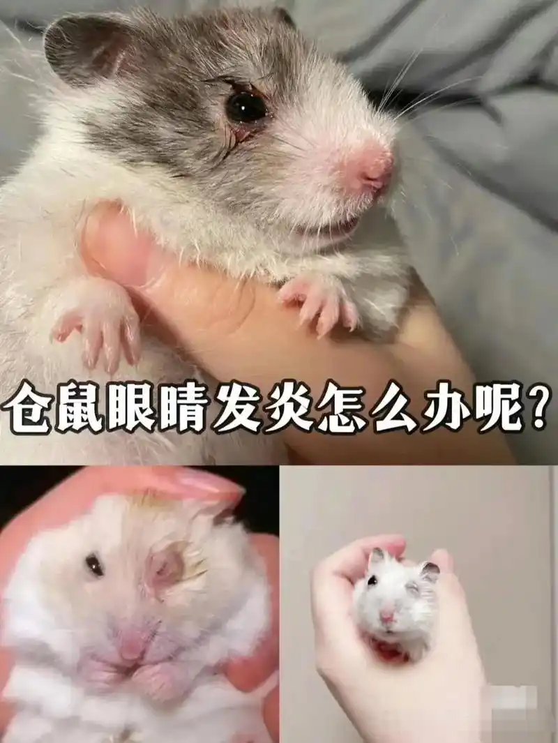 来来来,来一期干货, 大家认真看98仓鼠的眼睛98红肿,挣不 - 抖音