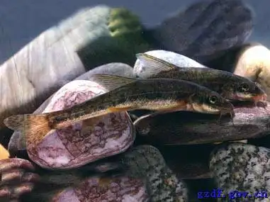 石钢纤--梭形高原鳅石巴子--黄石爬鮡花鱼--裸腹重唇鱼,厚唇裸重唇鱼