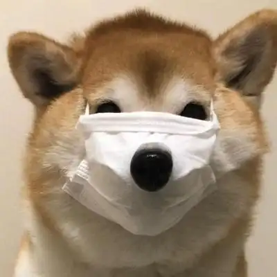 用了一辈子都不换的超萌狗狗头像