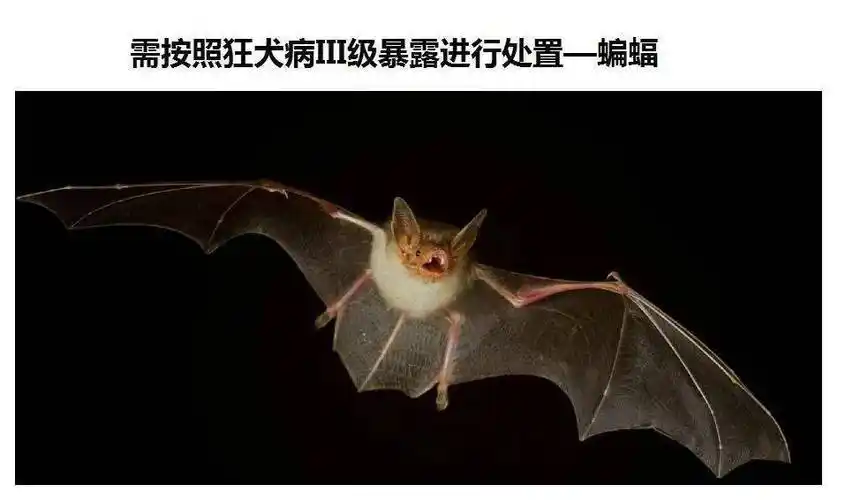 【陵医61科普】被哪些动物咬了不需要打狂犬疫苗_老鼠