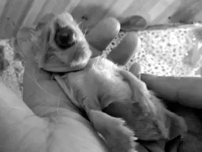 11岁老猫产下独眼猫 小猫出生半小时后夭折[图]