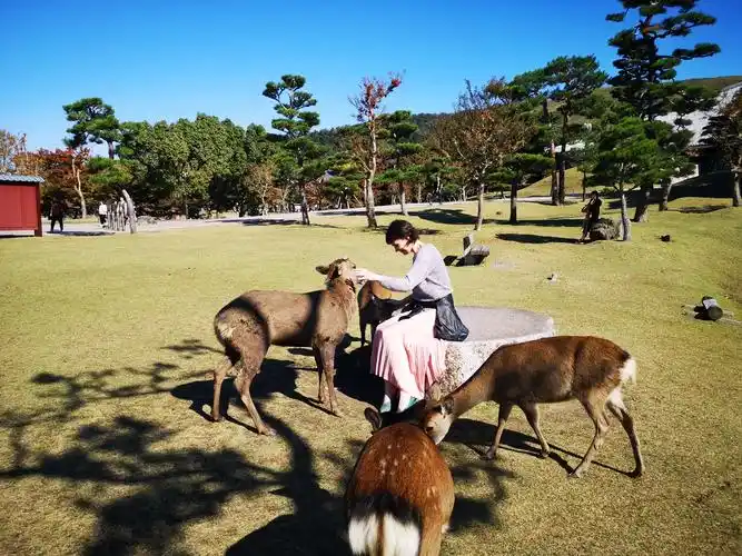 日本奈良神鹿公园的梅花鹿与人亲密接触