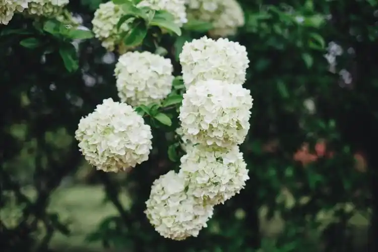 绣球花 - 堆糖,美图壁纸兴趣社区