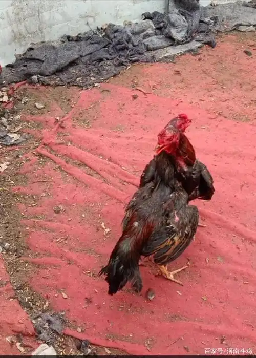 真是战斗鸡,飞仙撕劾劾