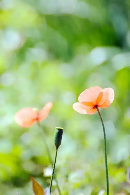 春天高清花卉摄影640*960风景手机壁纸下载 | 风景 - 芒果唯美图片