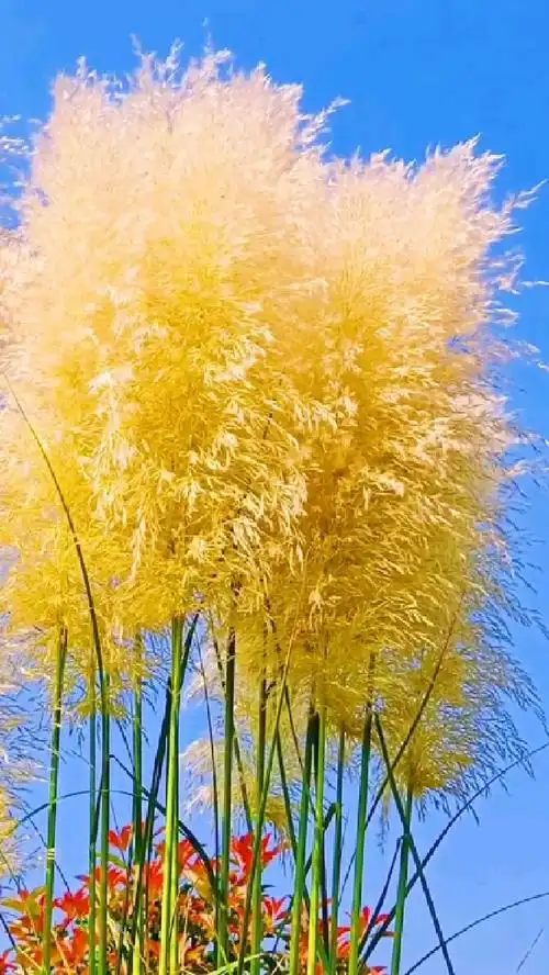 美丽的芦苇,能治愈人的不悦心情