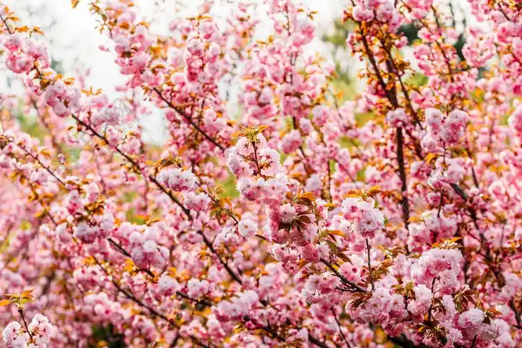 粉色樱花樱花树在春天开花风景名胜免费下载_jpg格式_7360像素_编号