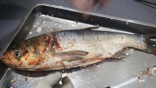 杀鱼机杀白鲢开肚效果?