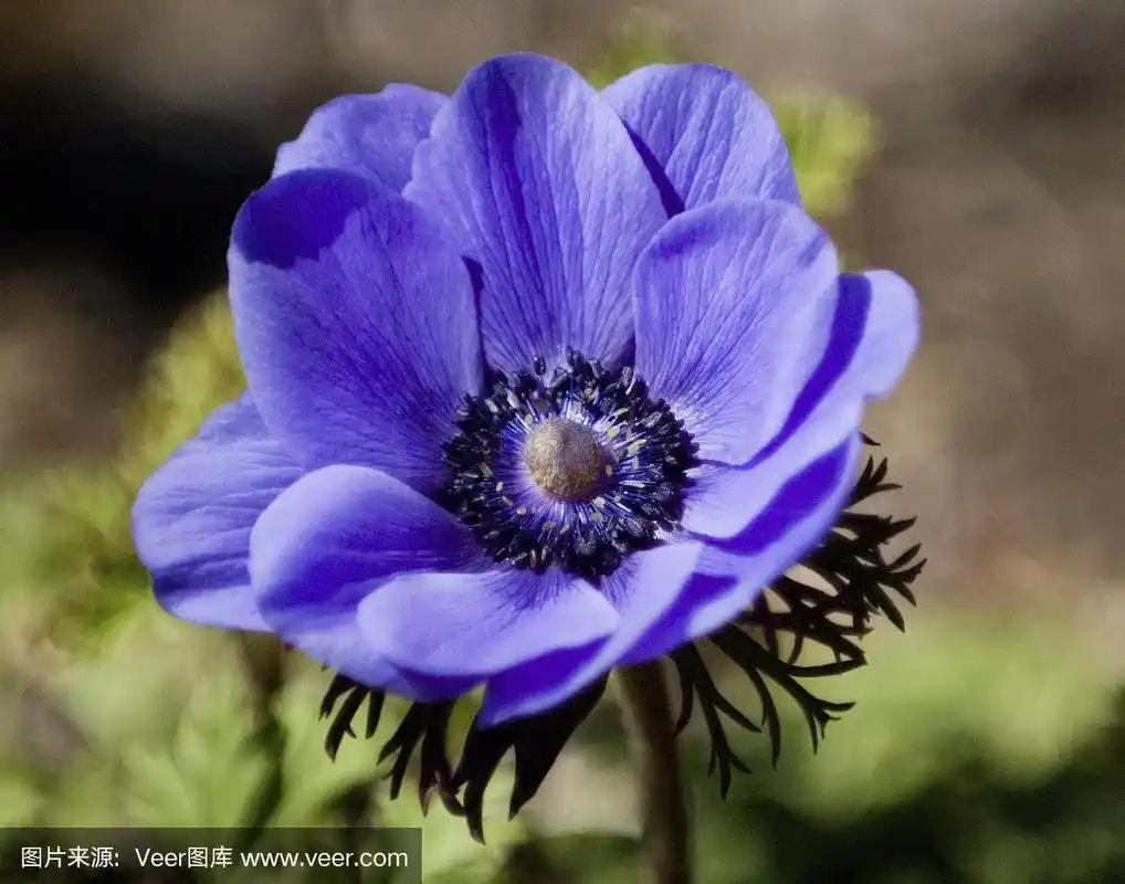 紫色的罂粟
