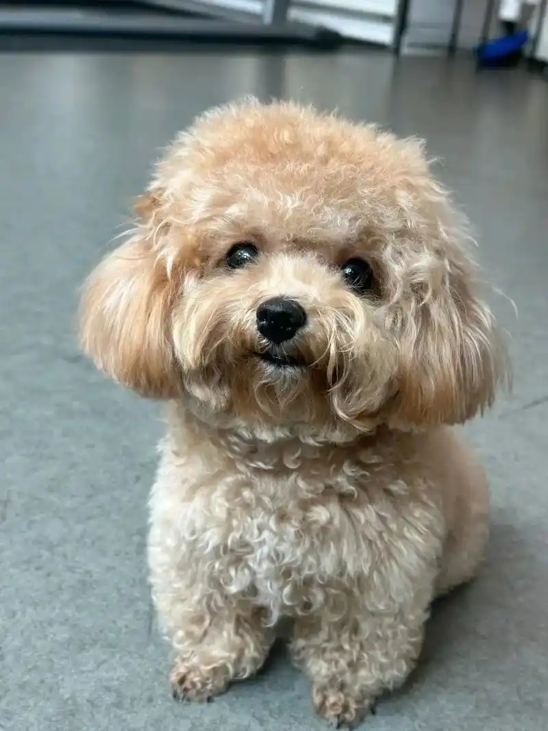 泰迪狗狗髌骨脱位一定要重视起来!!!