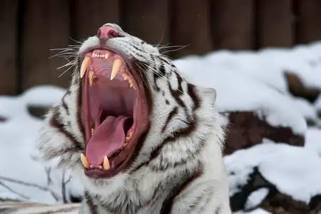 老虎显示牙齿白色的孟加拉虎显示牙医他的牙齿照片