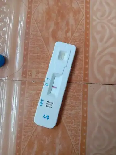 用试纸给狗狗验细小我是从肛门里取得分泌液 准确吗?