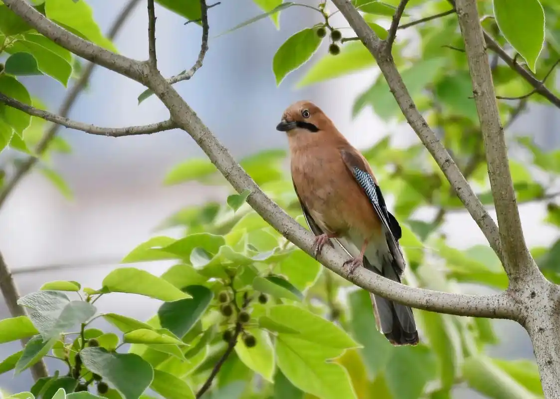 松鸦. - 王兴标(谢谢你关注我鸟和蝴蝶的摄影作品) - 抖音