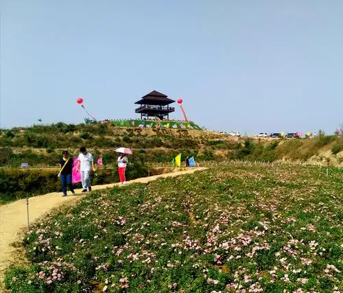 漫山菊花开正艳～河北省邢台市抱香谷