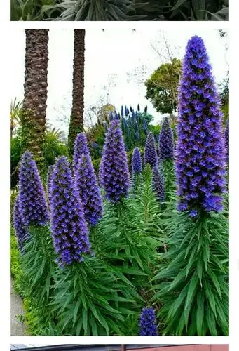 罕见的野蓝蓟花美醉了