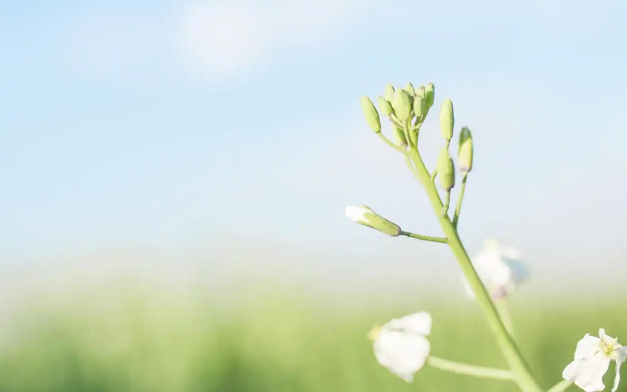 小清新绿色护眼花卉植物图片桌面壁纸
