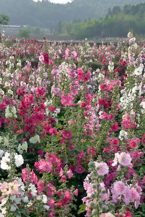 中国最美的蜀葵花海!