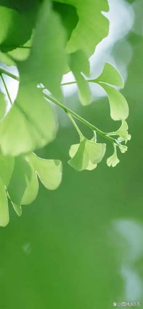 绿色系超清新壁纸