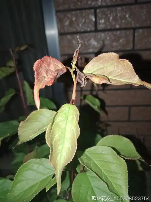 我的红梅叶子怎么啦求救