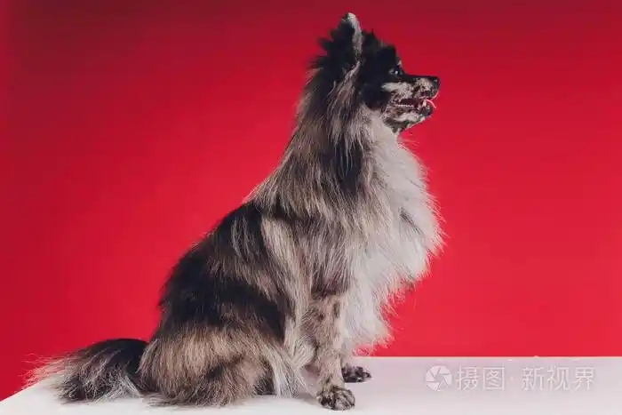 一个年轻的狼斯皮茨的画像在摄影棚里以红色为背景拍摄