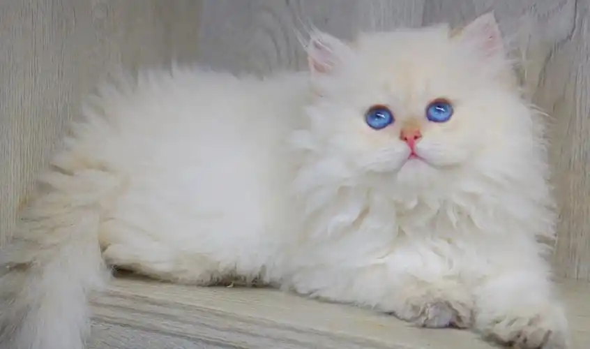 极品长毛金点妹妹