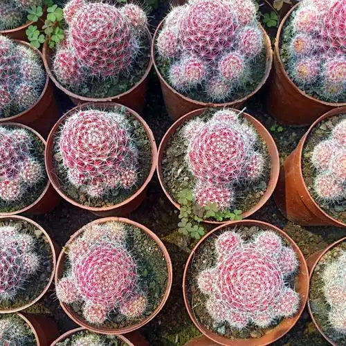 红娜丸仙人球红色自根仙人掌类植物多肉花卉小盆栽t5 红娜丸带柱 高26