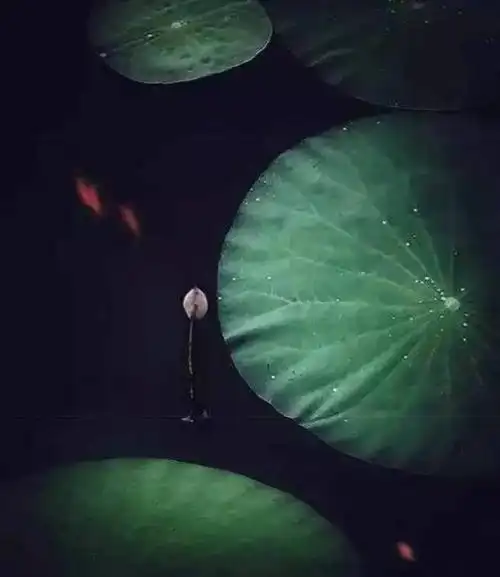 禅意:一切都是心的挂碍