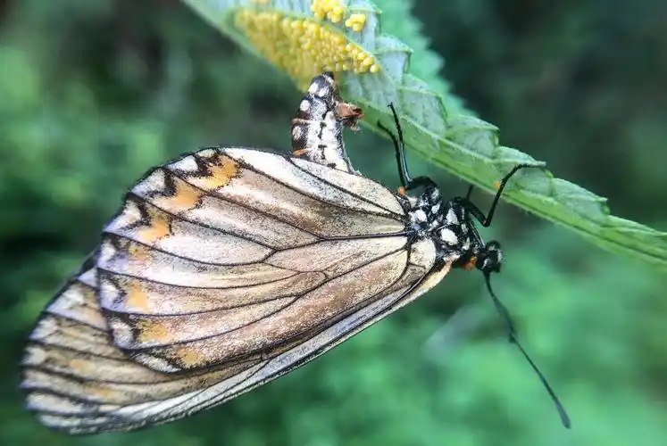 正在产卵的苎麻珍蝶