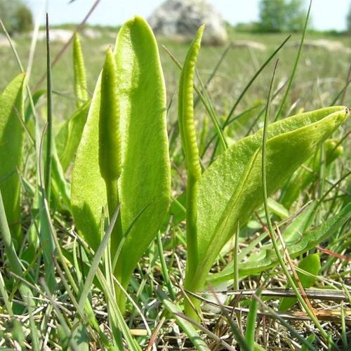 绿源生鲜〕新鲜野生一支箭瓶尔小草青藤蛇咬子尖头瓶尔小草250g