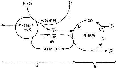 如图是叶绿体中光合作用过程的图解.请根据图回答