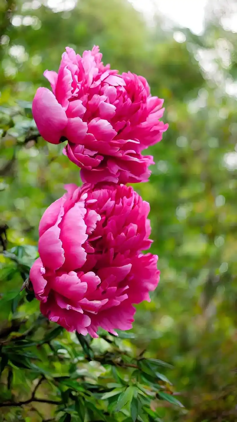 清风壁纸.红牡丹 别名:富贵花,洛阳花,谷雨花 花期:一周左 - 抖音